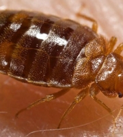 cdc_photo_of_bedbug_on_human_skin